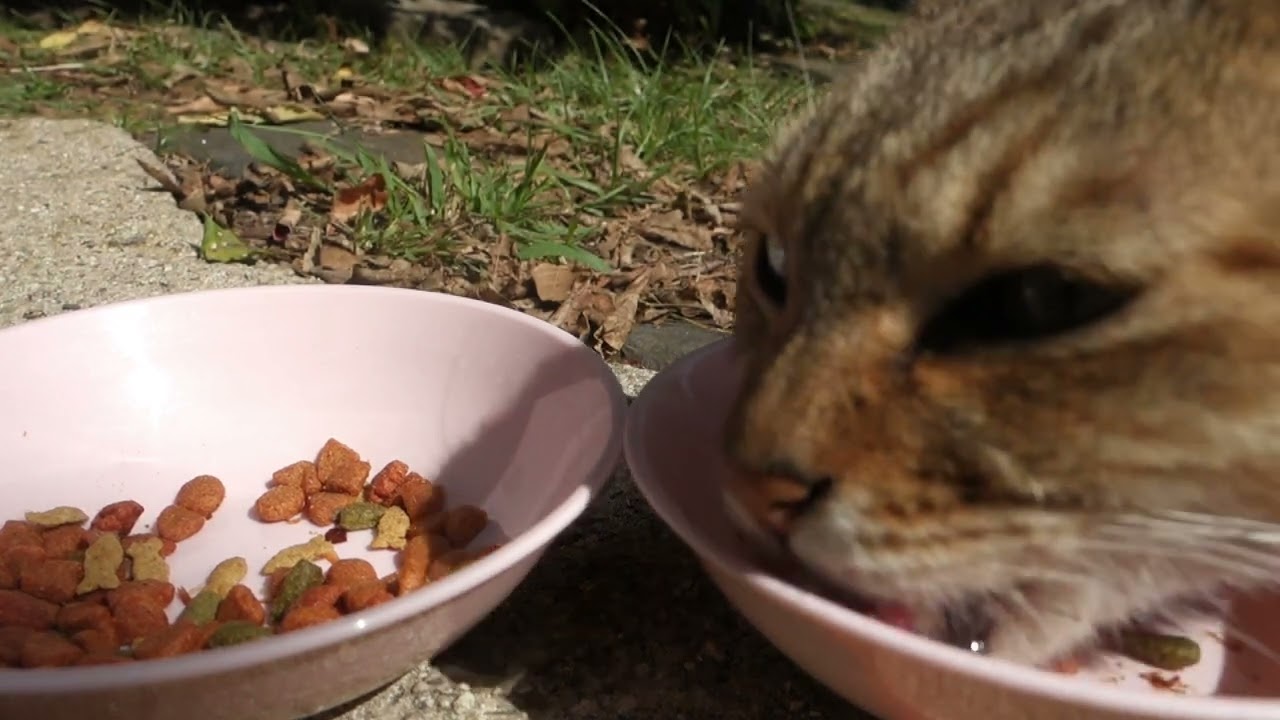 【Cat Video】 meowmeow Happy #cat  #cats  #cute