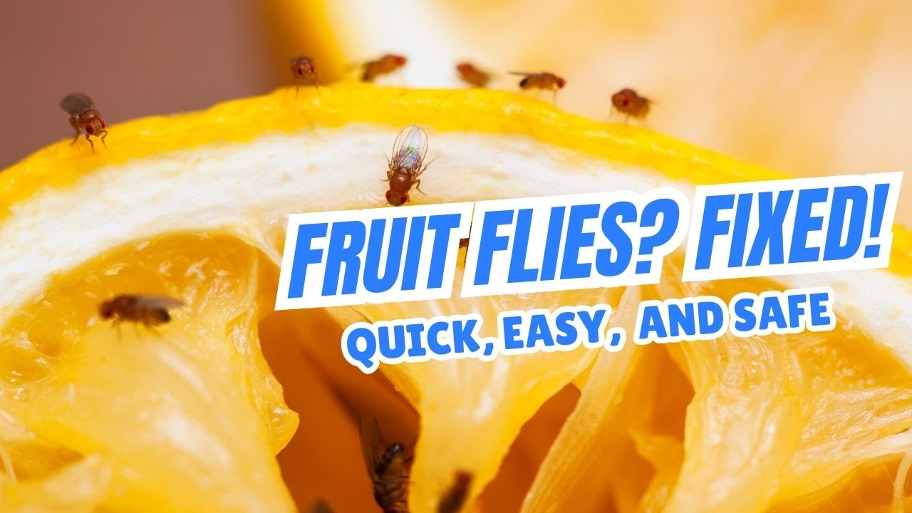 Best Fruit Fly Trap for Your Home (No Chemicals!)