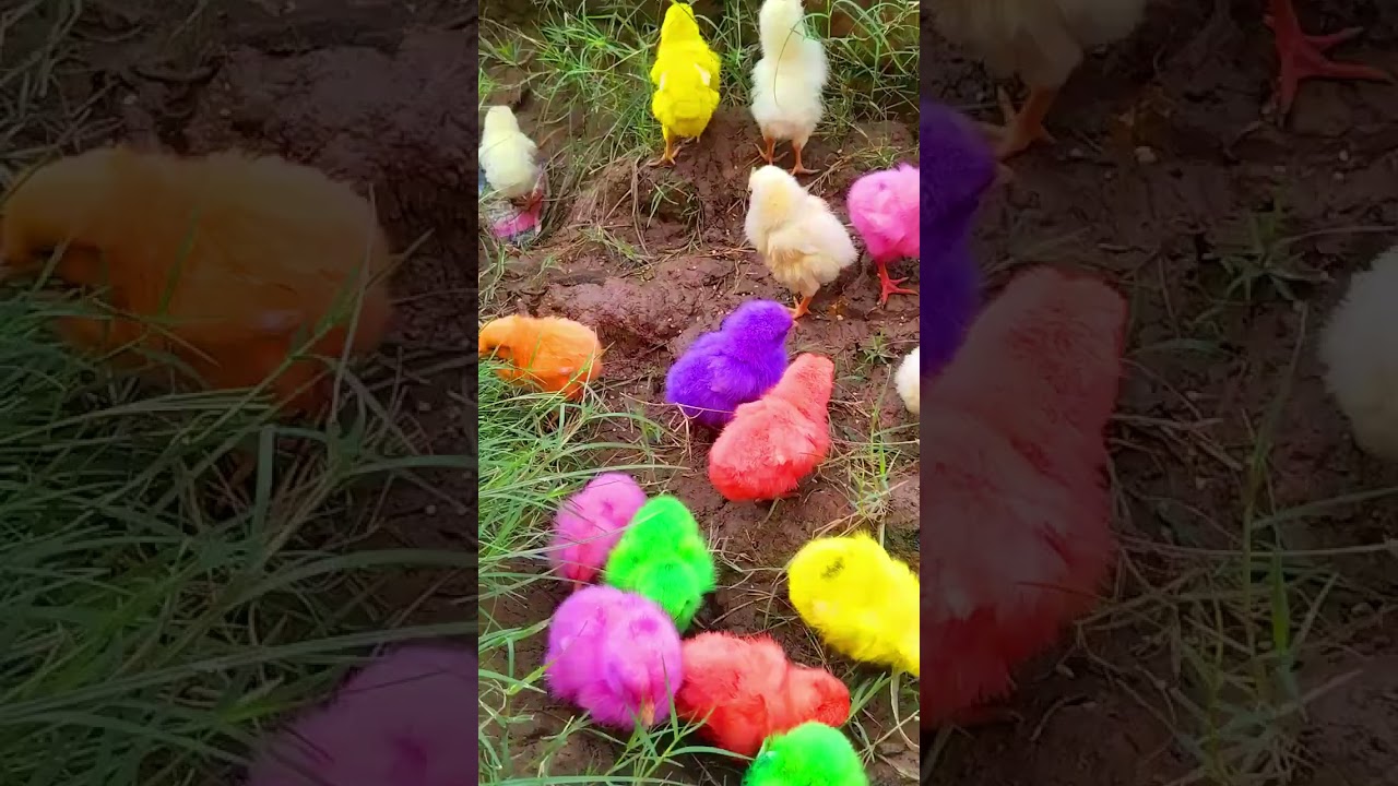 Catch Cute Chickens, Colorful Chickens, Rainbow Chicken, Rabbits, Cute Cats,Ducks#ayam #shorts
