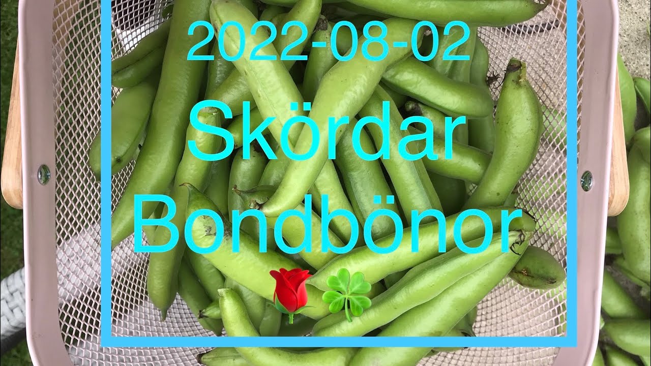 Skördat bondbönor 🫘🌹🍀⭐️ @rositaslyckoland