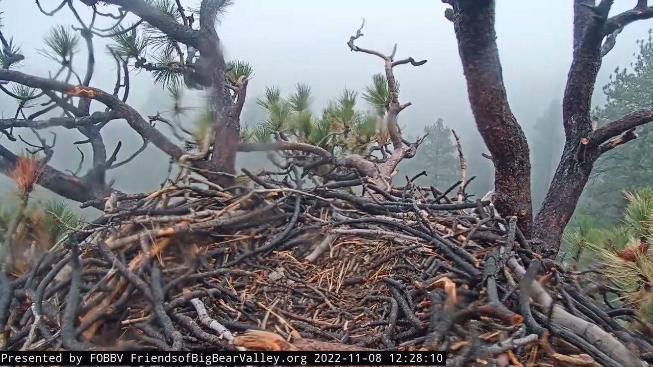 БУРЯ І СНІГ. БІЛОГОЛОВИЙ ОРЛАН.ВЕЛИКИЙ ВЕДМІДЬ. США8-11-22-STORM AND SNOW. BALD EAGLE'S.BIG BEAR.USA