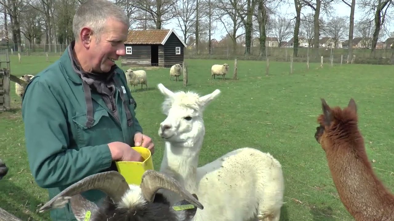 20230328 Haaksbergen Alpaca's Kinderboerderij