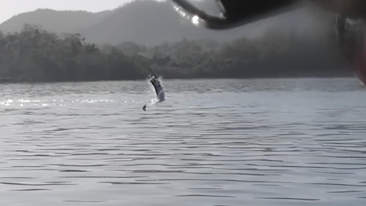 Huge TARPON Hooked while wade fishing
