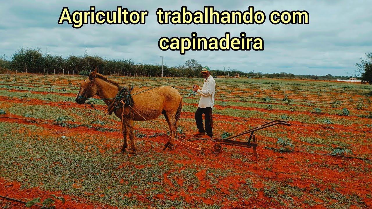 Agricultor limpando plantação de mamona no interior da Bahia 