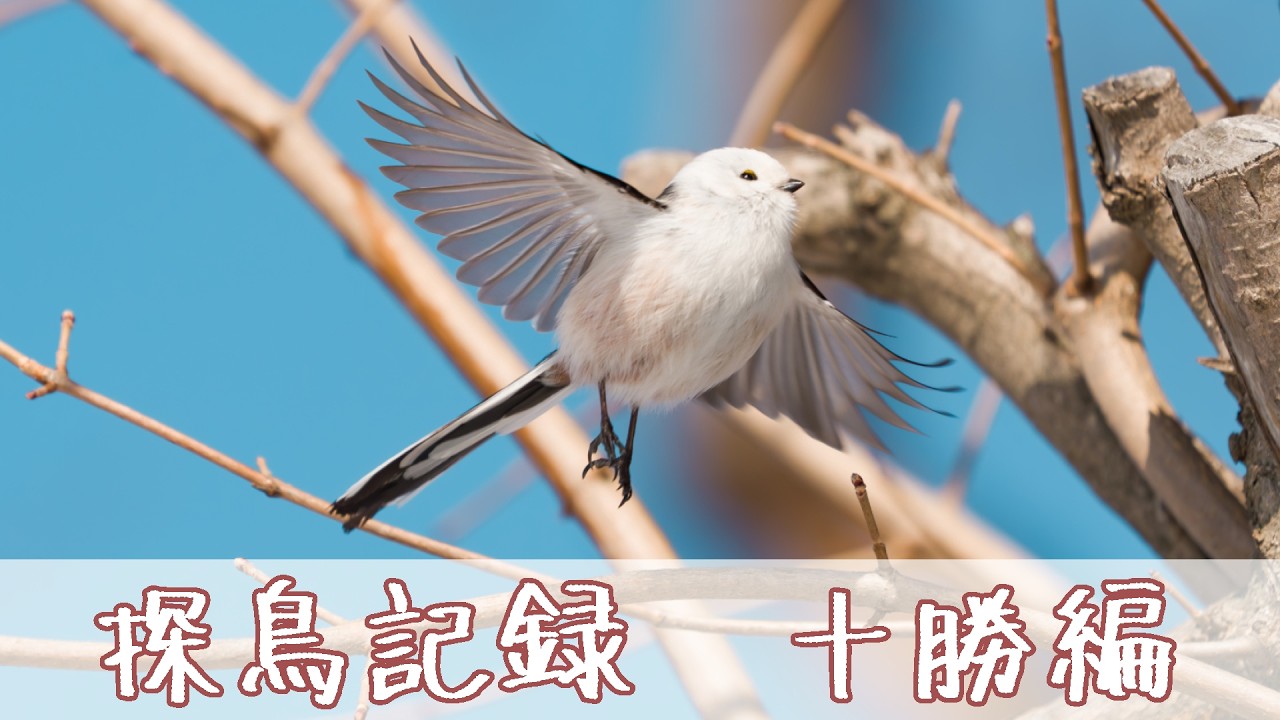 探鳥記録 2026年1月【４K】