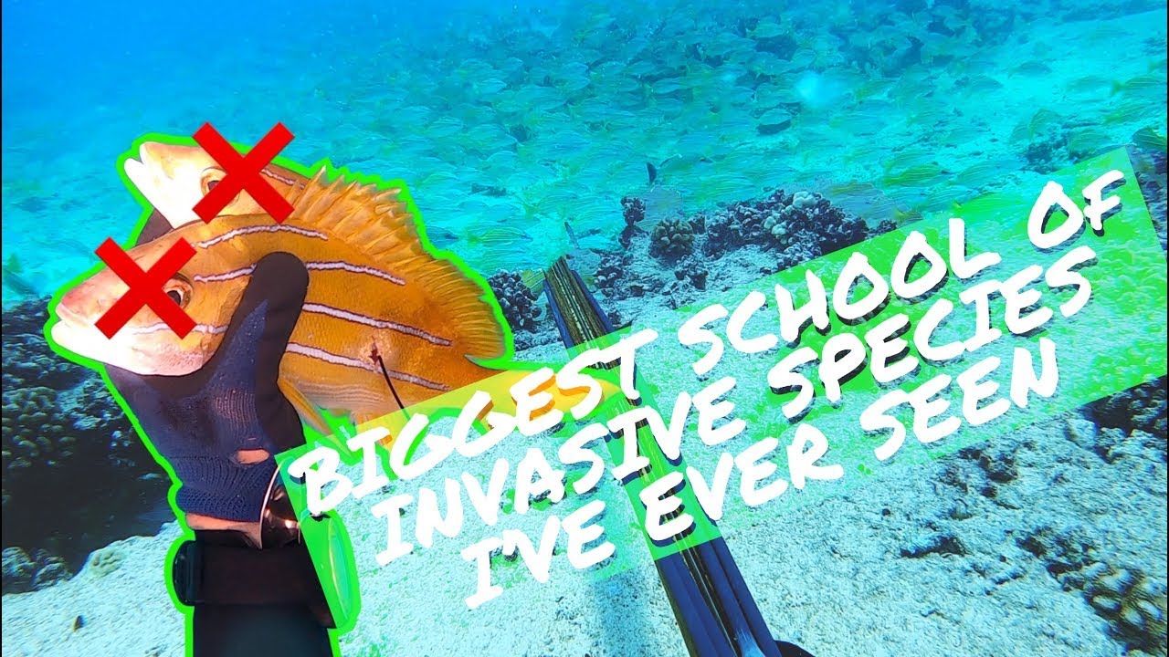 Big School Of Invasive Fish Ta'ape - Scouting New Grounds On Murky Water Dive - Hawaii Spearfishing