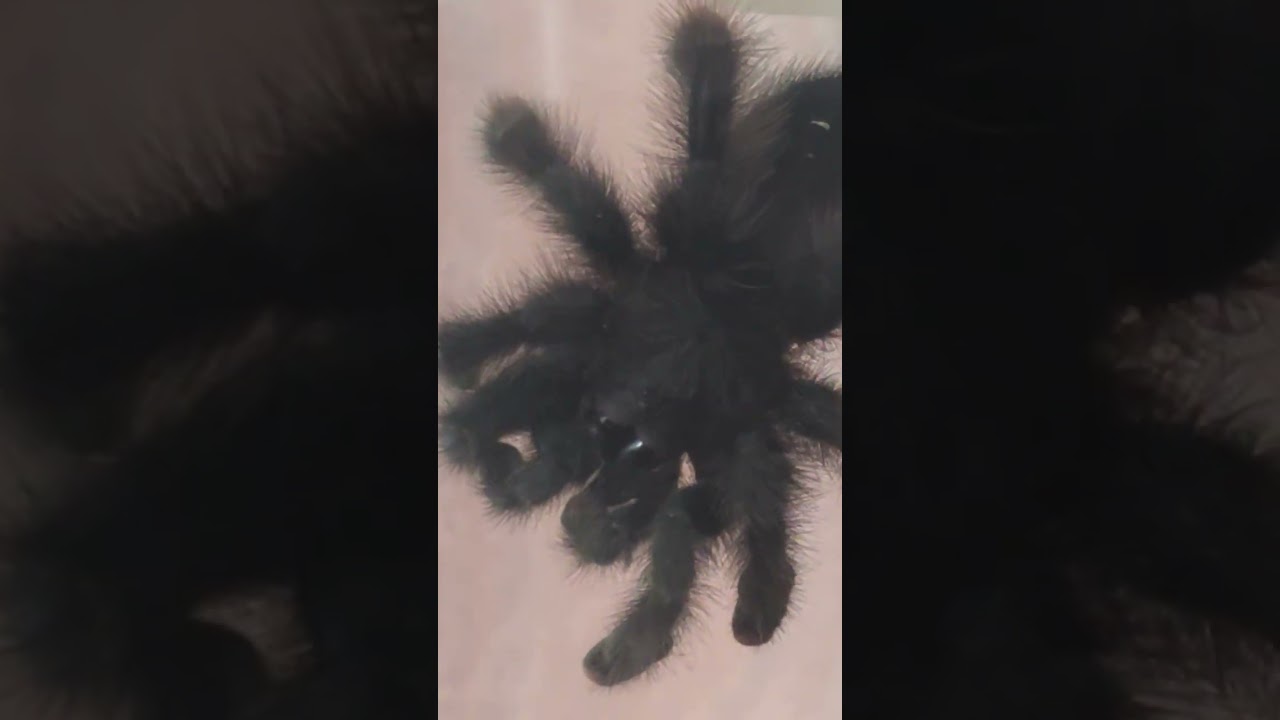 Что делает этот тарантул? 🕷️ Розовый палец чистит себя! | Avicularia avicularia