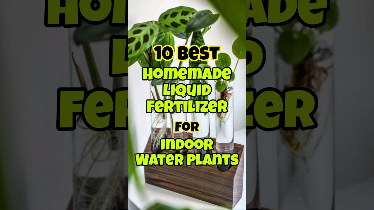 Best homemade liquid fertilizer for indoor water plants #viralshorts #indoorplants #houseplants