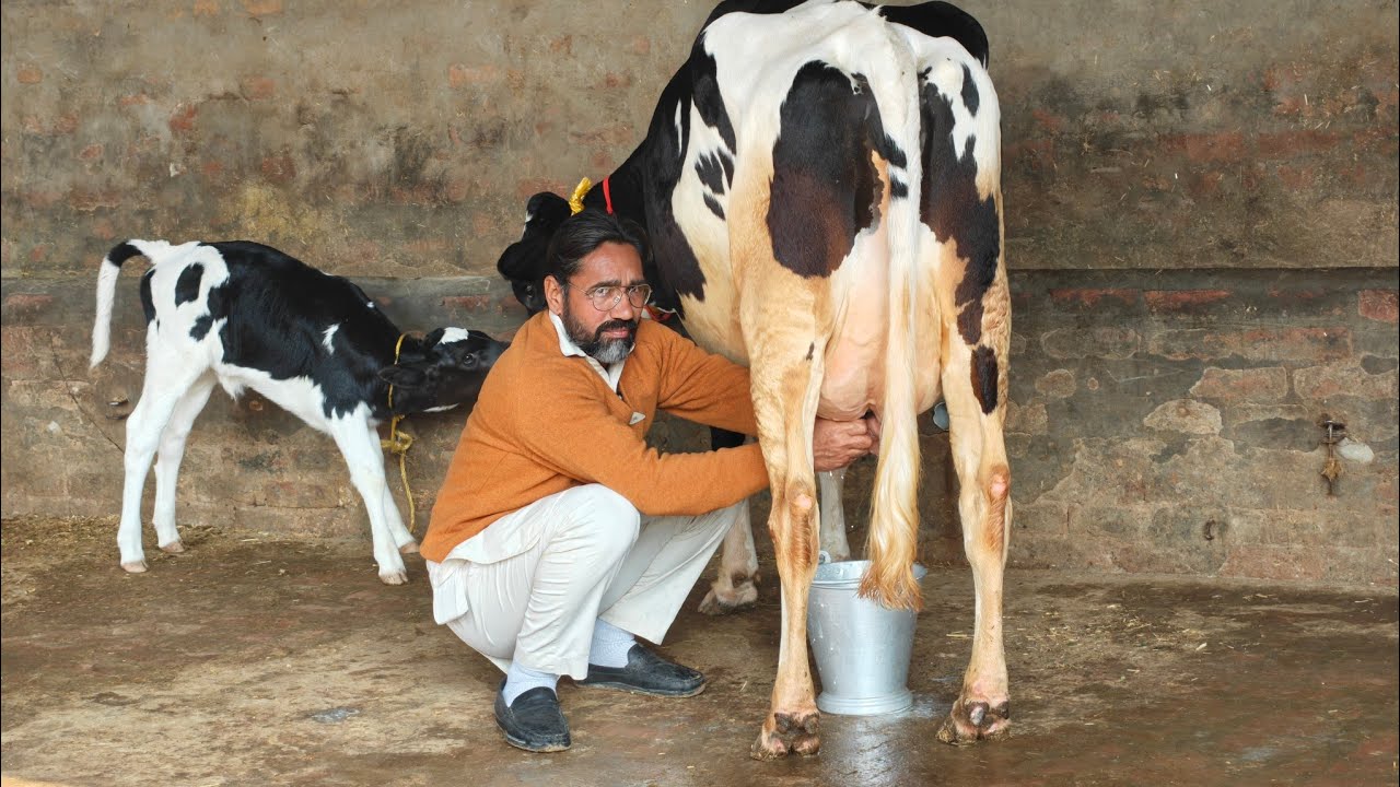 2 ਗਾਵਾਂ ਪਿੰਡ ਹਰੀ ਨੌਂ ਵਿੱਚ, 2 Cows for sale 