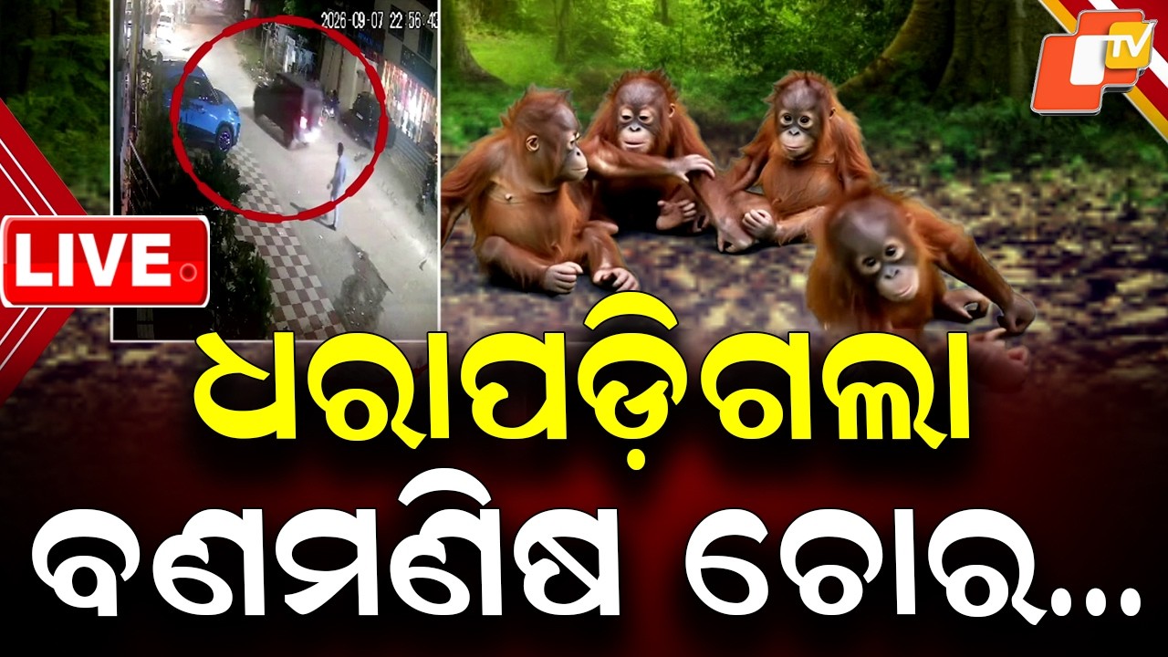 🔴Live |  ଧରା ପଡ଼ିଗଲା ବଣ ମଣିଷ ଚୋର&hellip; | Orangutan Thief Finally Caught! | OTV
