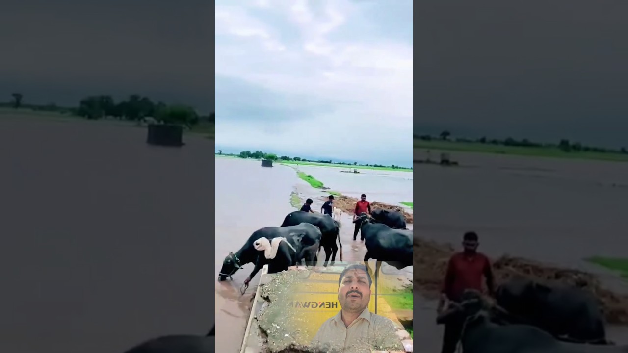 Gaon ke pas selab ka pani aa gaya kasan log apane janoron ko selab ka pani plane lag gaye #ytshorts