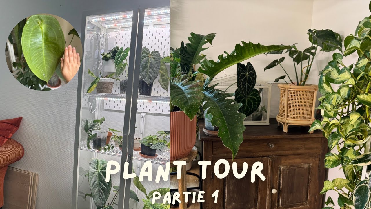 Plant tour partie 1 : ma collection de plantes d’intérieur 