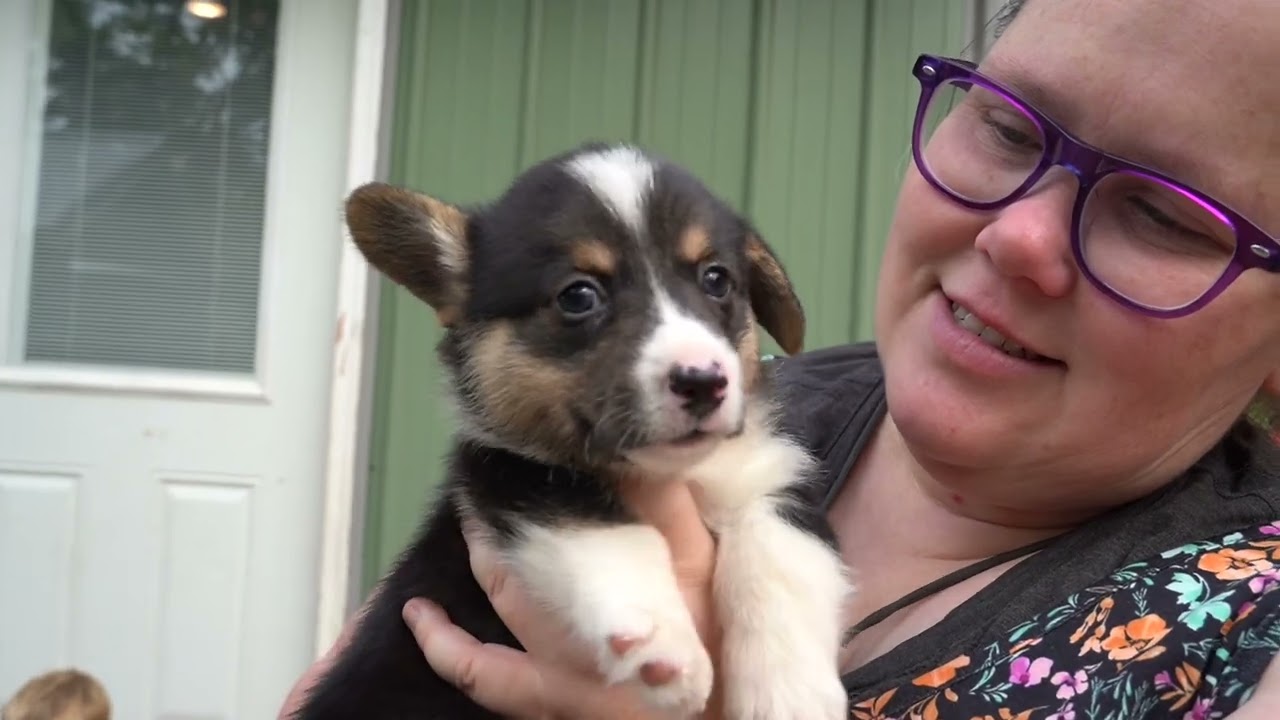 Peaches, Puppies and Pests