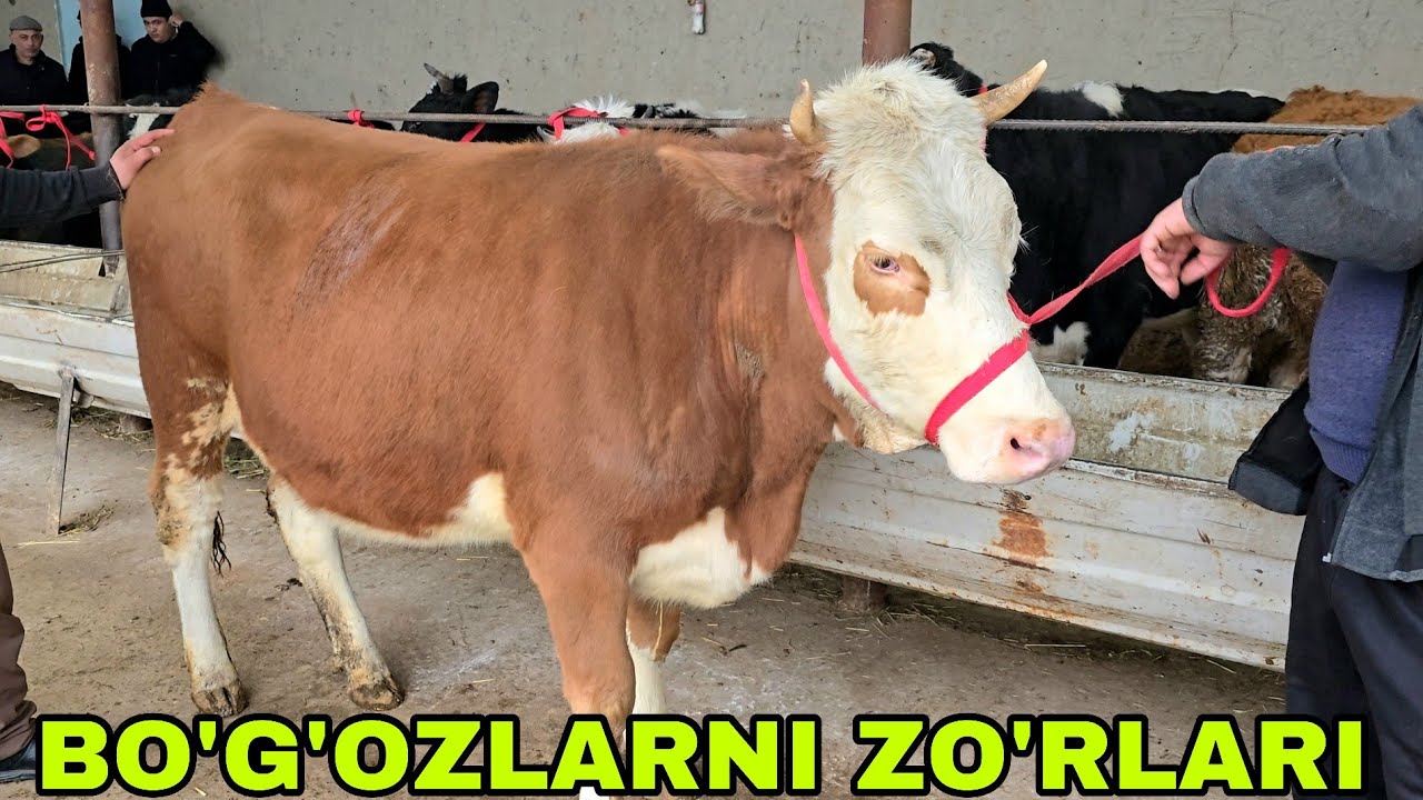 Azizbek va Boburjon akalardan yangi partiya bo'g'ozlarni zo'rlari va urug'bob buqalar 9 02  2026 г.