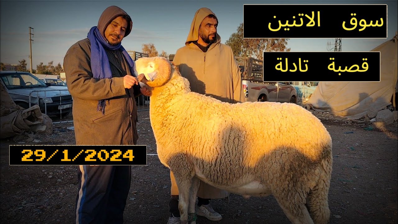 مباشرة من قلب السوق الاتنين قصبة تادلة بتاريخ 29/1/2024 أجي تشوف تالين واصل تمن🐏🐑