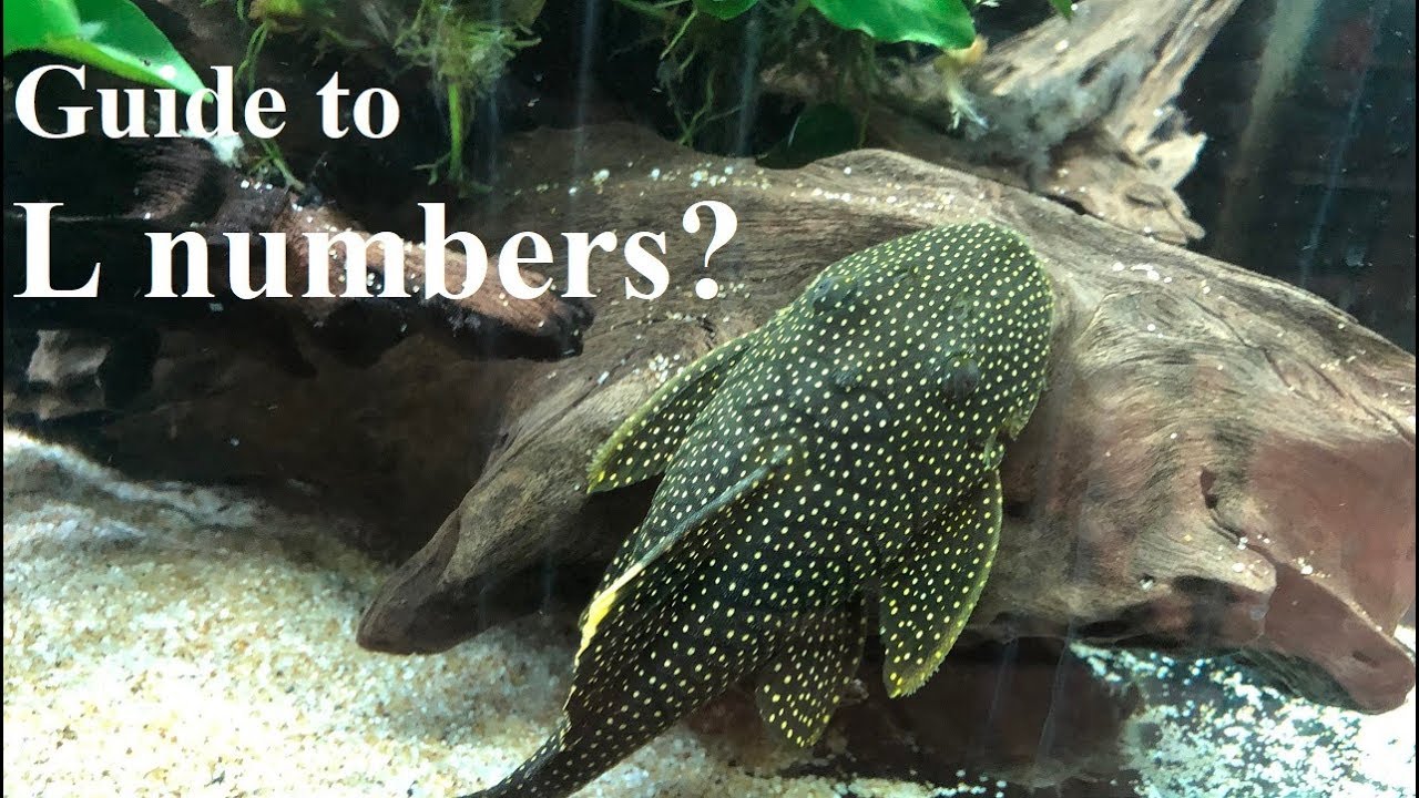 Why are pleco numbered? Guide to L numbers