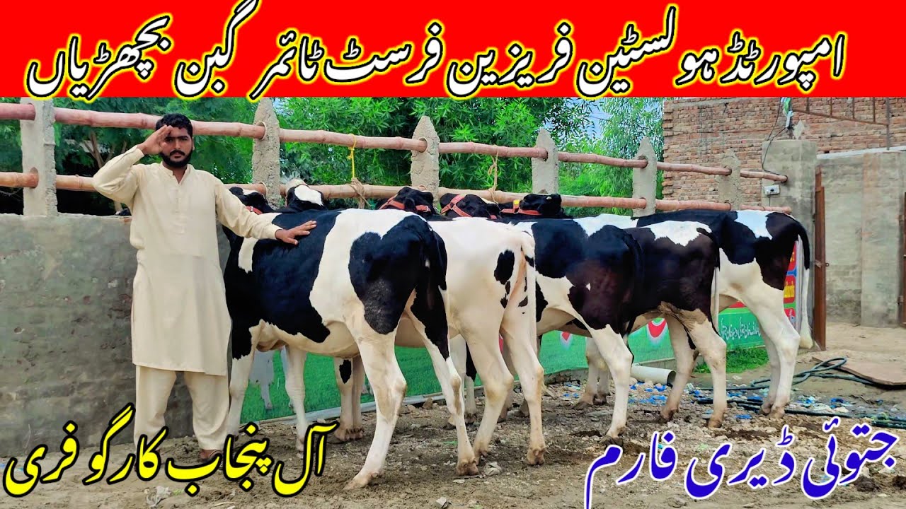 Top Quality Holstein Friesian Heifers for Sale in Pakistan | Friesian Heifers for Sale | Jatoi Farm