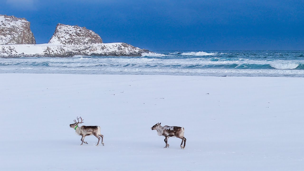 Epic Drone Footage: Reindeer and Moose in the Wilds of Finnmark | Norway
