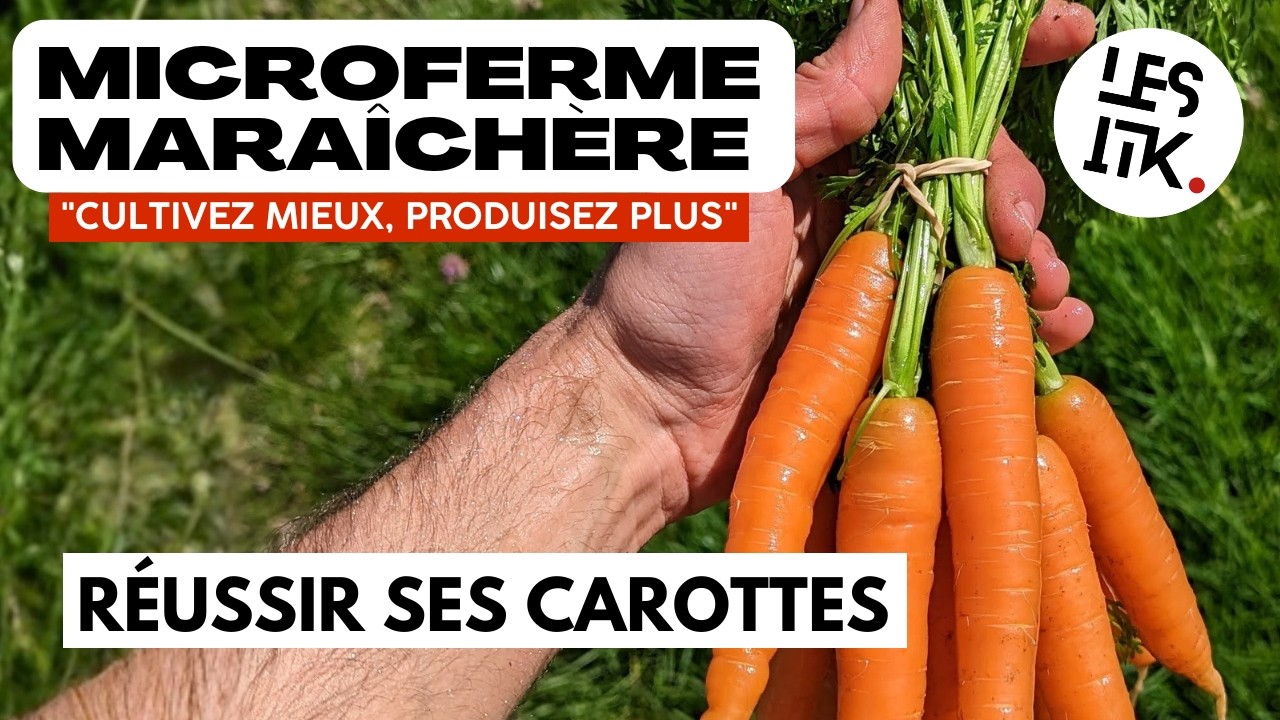 Réussir la culture de la carotte en maraîchage sur petite surface.