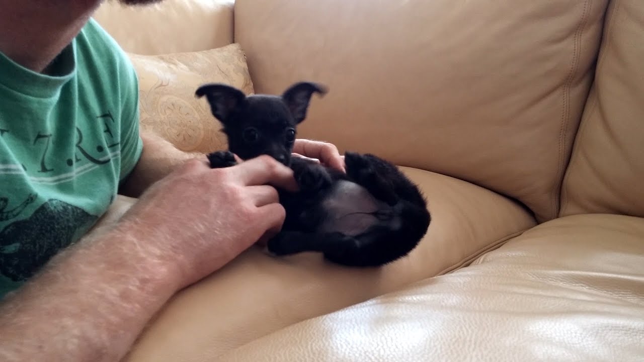 Chihuahua Puppy