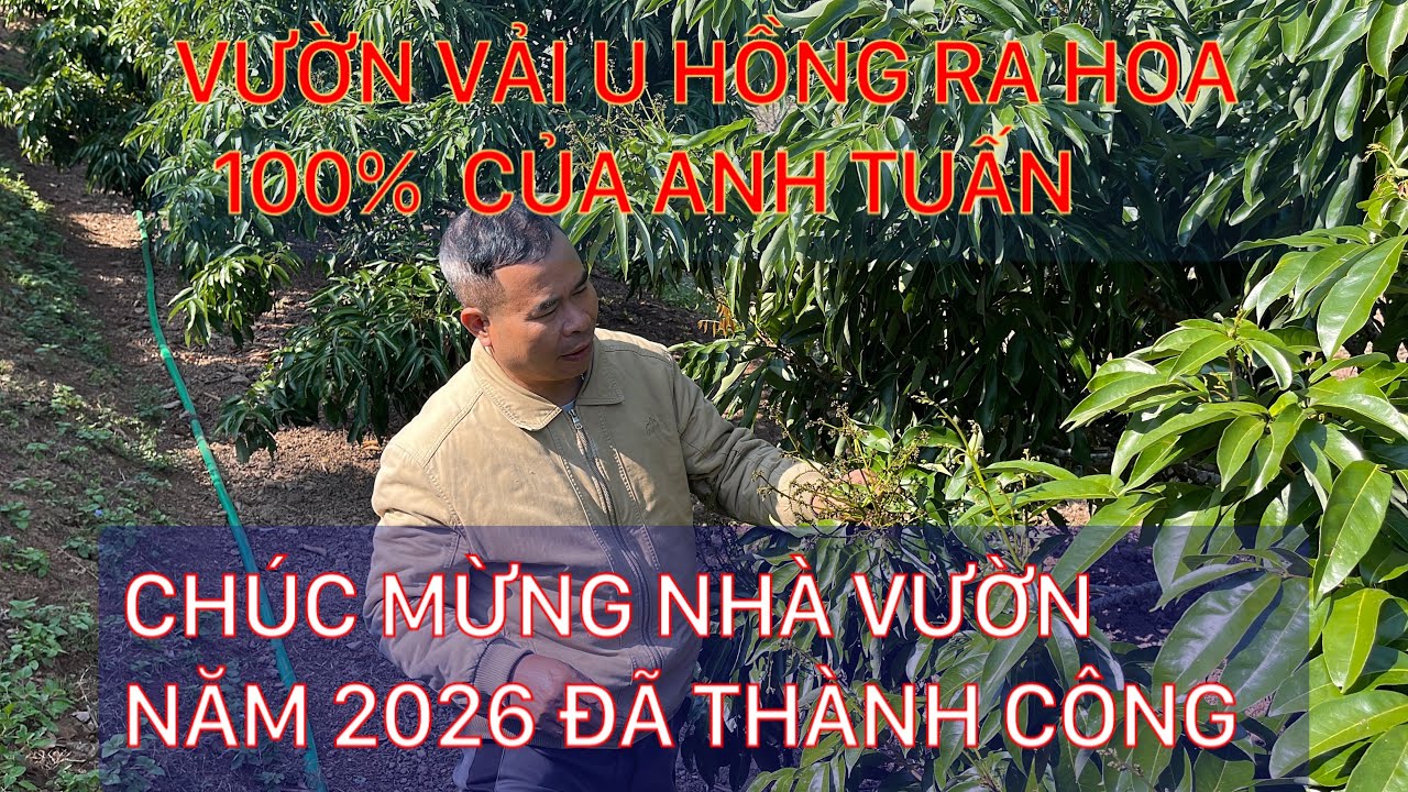 VƯỜN VẢI U HỒNG CỦA ANH TUẤN THÔN KHUÂN CẦU XÃ ĐẠI SƠN T BẮC NINH RA HOA 100%