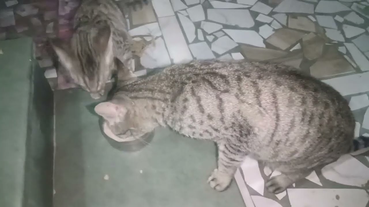 Aaj enhe milk pila diya 🥰