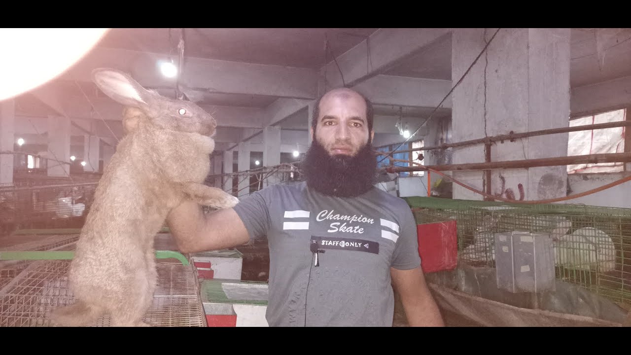ايه السبب ! ودان الأرنب وقعت