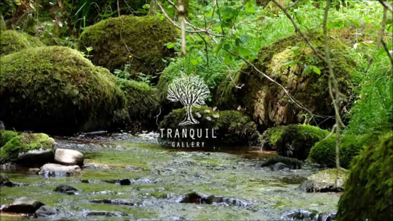 Tranquil Forest Music   Relaxation , Meditation, Journey  Sleep & Work