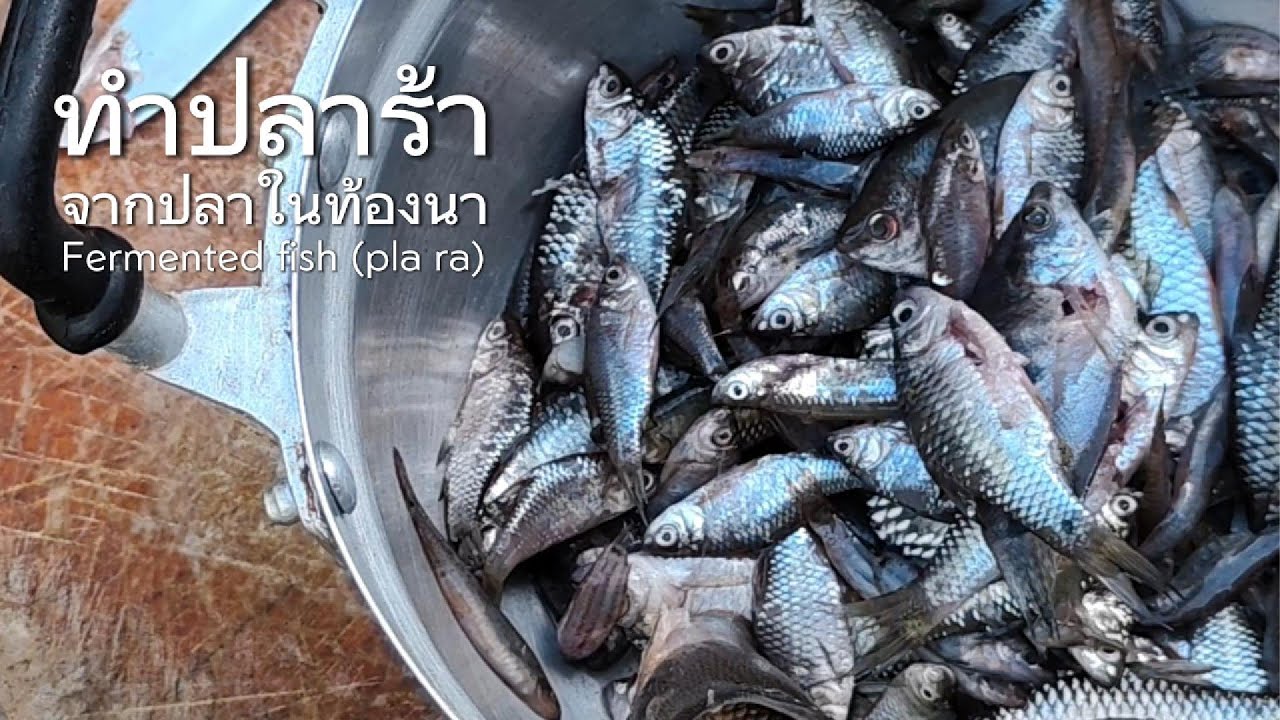 หาปลาในท้องนา : ทำปลาร้า | Fermented fish (Pla ra)
