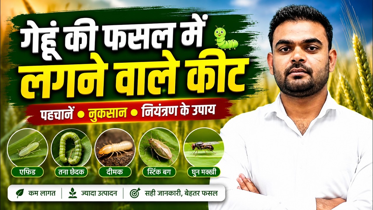 INSECT PEST OF WHEAT CROP (गेहूं की फसल का कीट) | Best Agriculture Coaching For #cuet #upcatet #icar