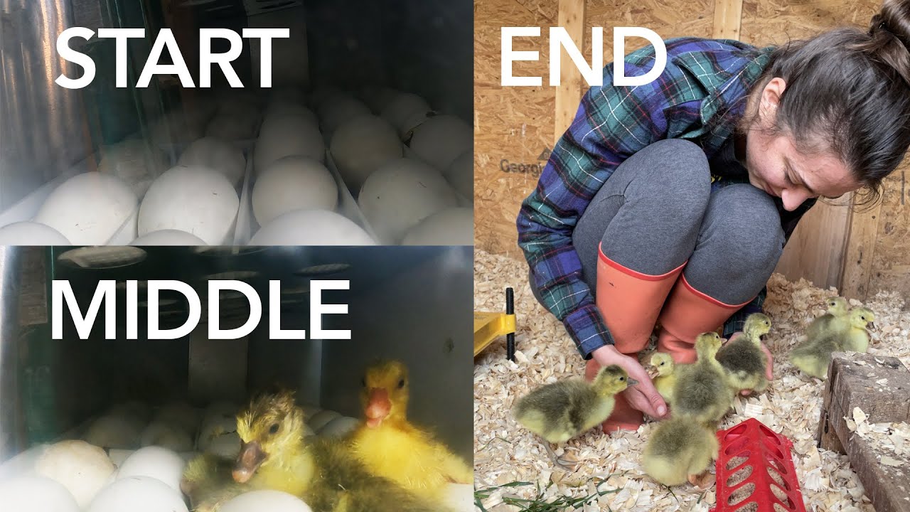 Gosling Hatches are Magical to Watch (TIMELAPSE)