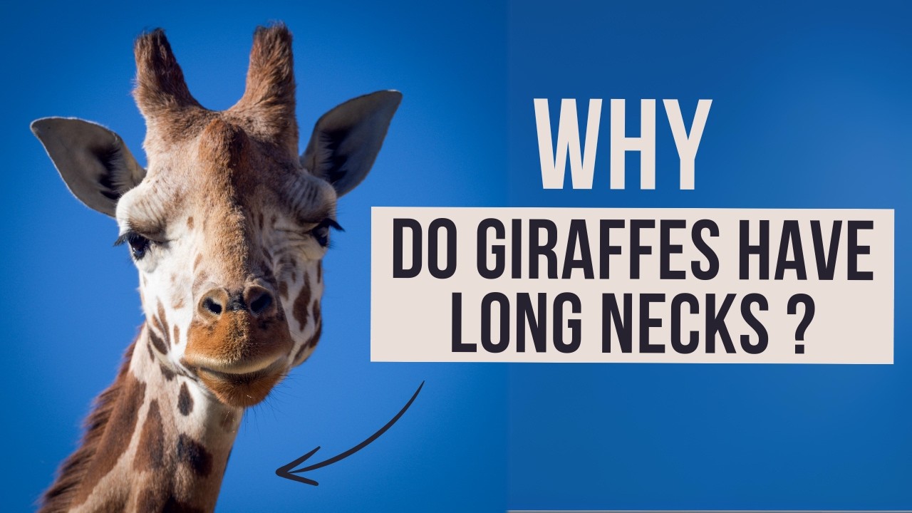 Why do giraffes have long necks ?