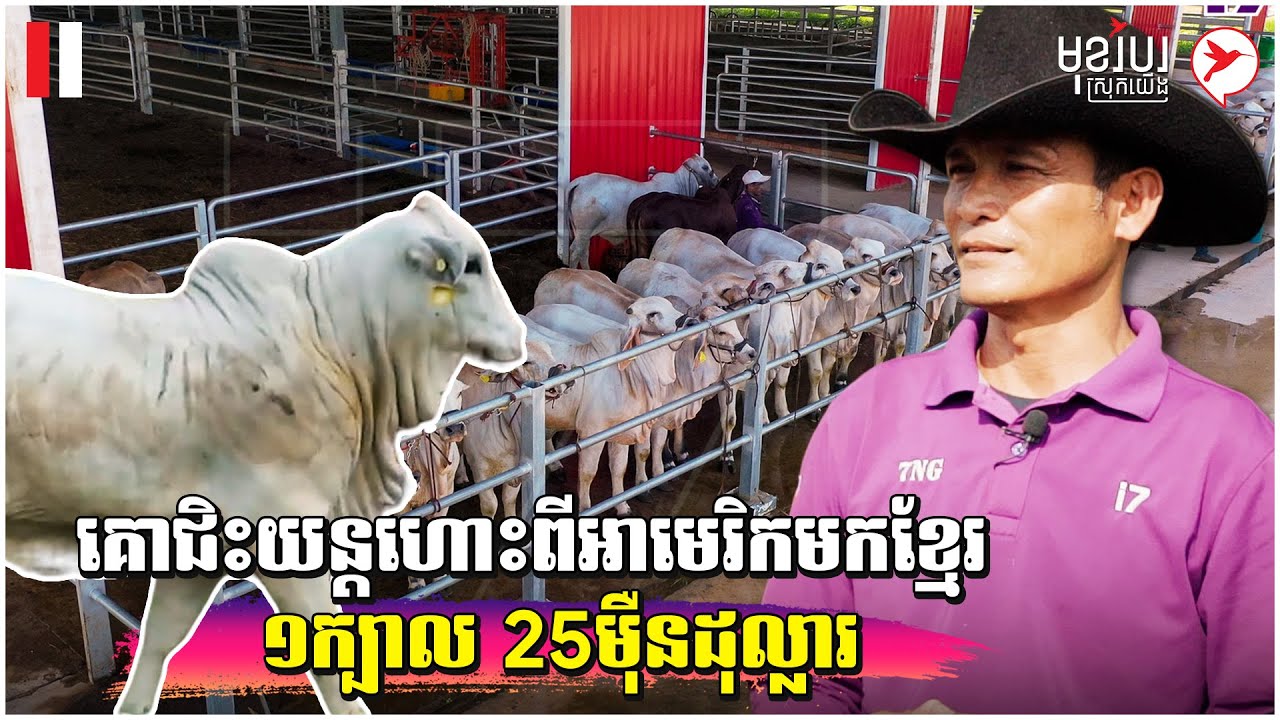 គោជិៈយន្ដហោះពីអាមេរិកមកខ្មែរ ១ក្បាល 25ម៉ឺនដុល្លារ | កម្មវិធីមុខរបរស្រុកយើង
