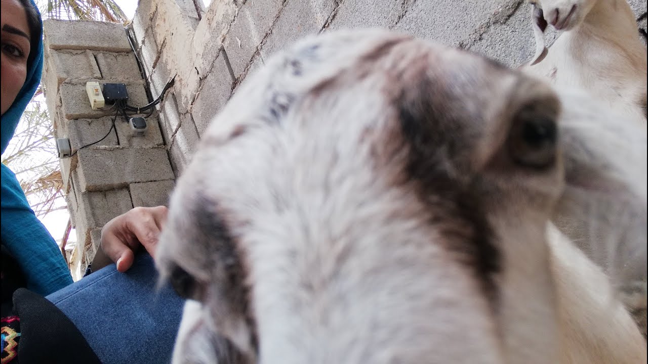 نام محلی برگ درخت خرما چیست؟ چه استفاده هایی می توان از برگ نخل خرما کرد؟