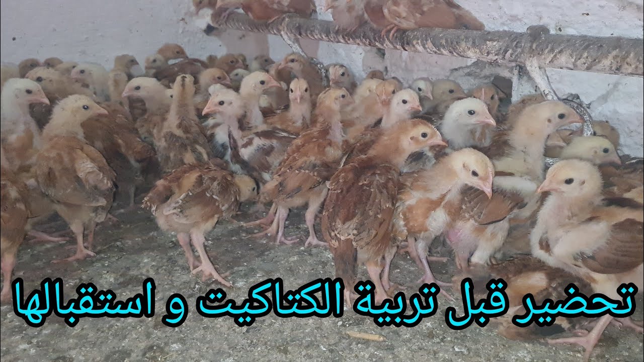 لا تشتري الكتاكيت قبل ماتشوف الفيديو /مايجب فعله قبل شراء الكتاكيت 