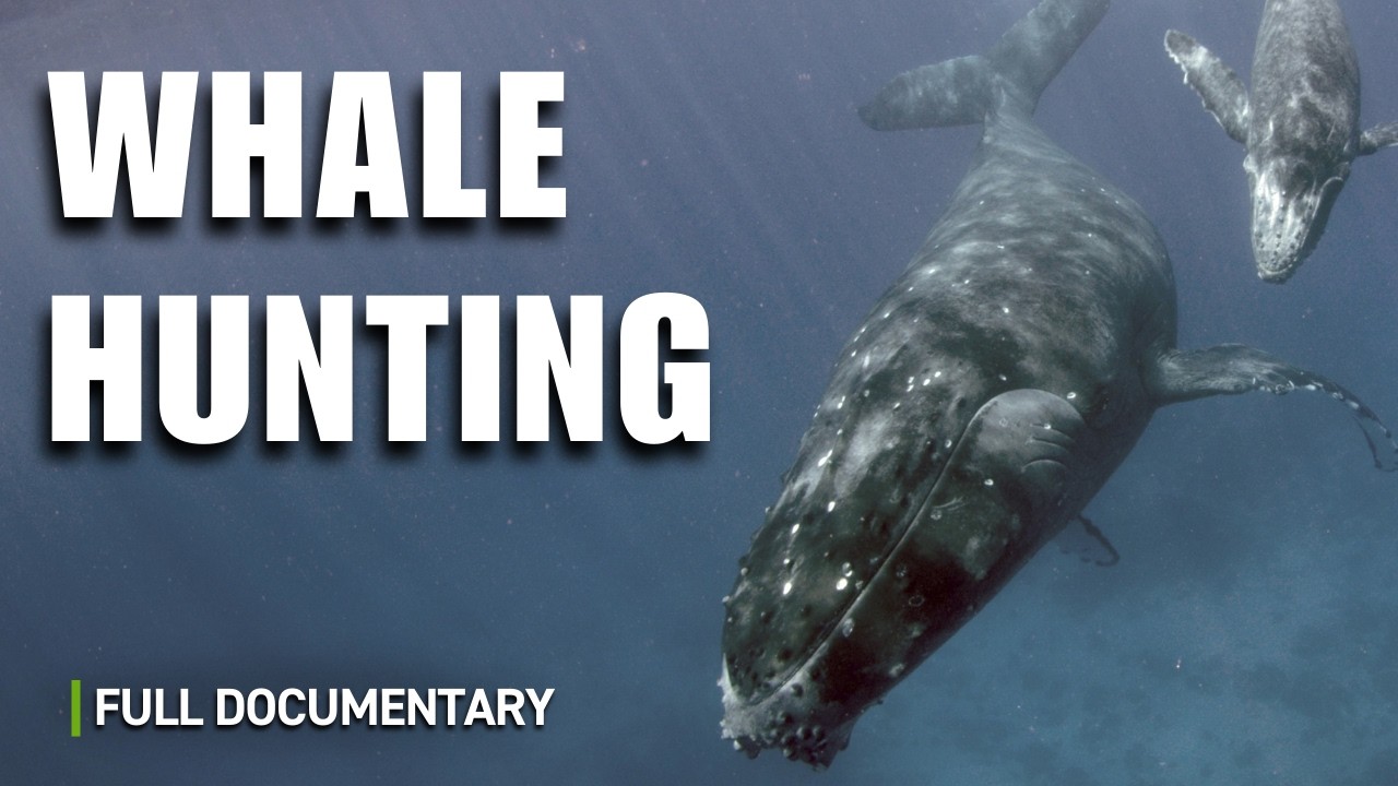 The Dark History of Whale Hunting | Full Nature Documentary