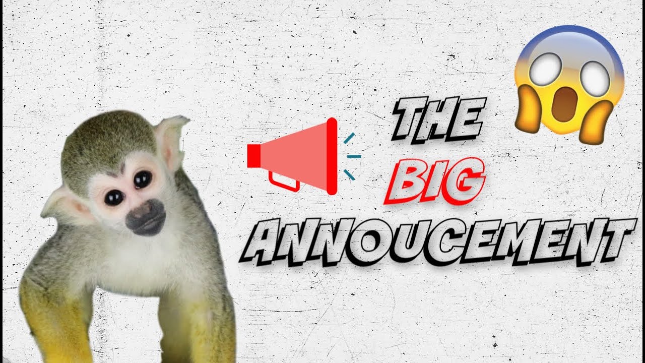 Baby Monkey oLLie's BIG Announcement!