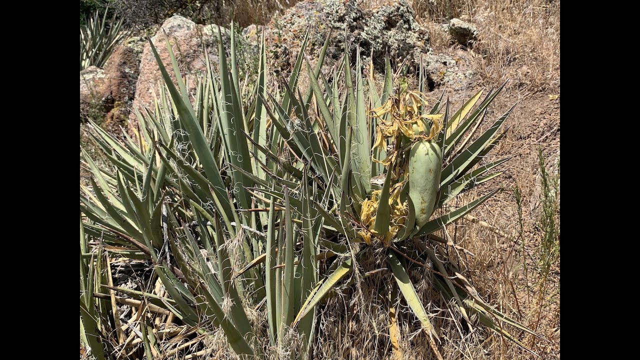 Yucca uses