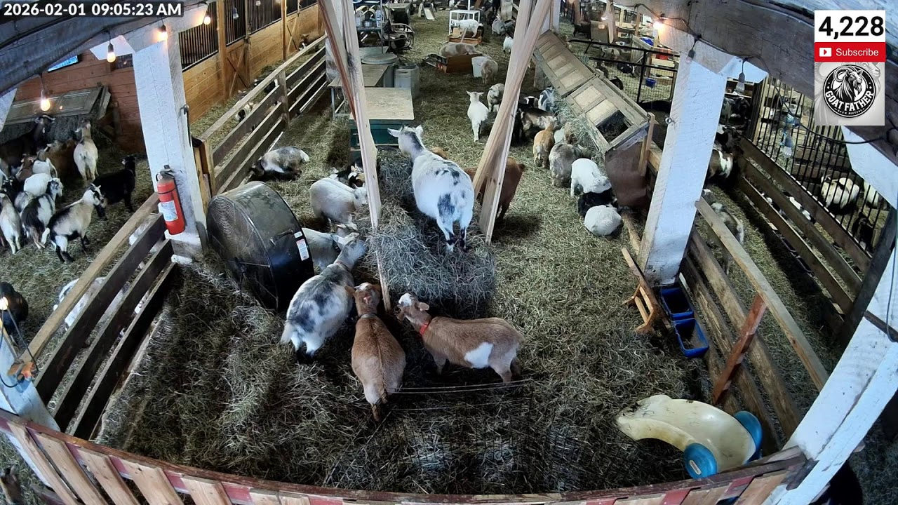 Goatfather LIVE CAMS - Saturday Night!
