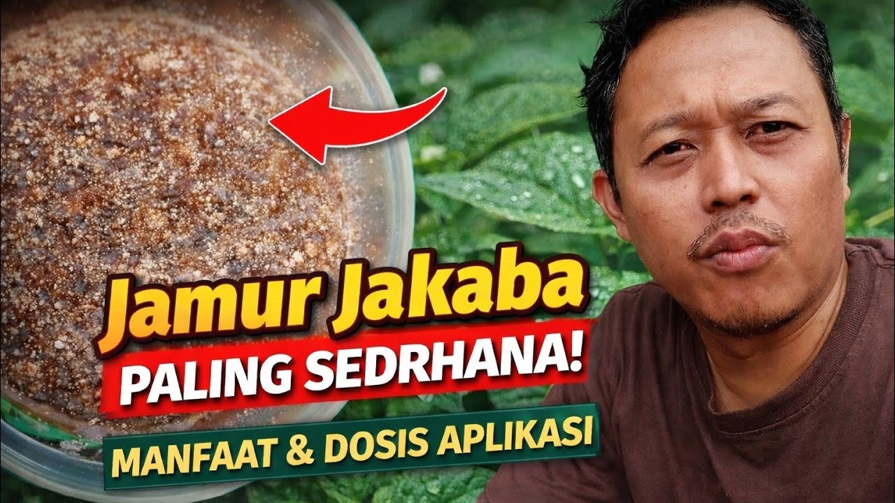 Pembuatan Jamur Jakaba paling sederhana, manfaat dan dosis untuk tanaman