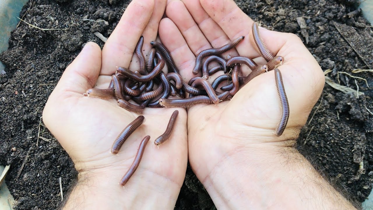 NÃO DEIXE DE TE-LOS NA SUA COMPOSTAGEM