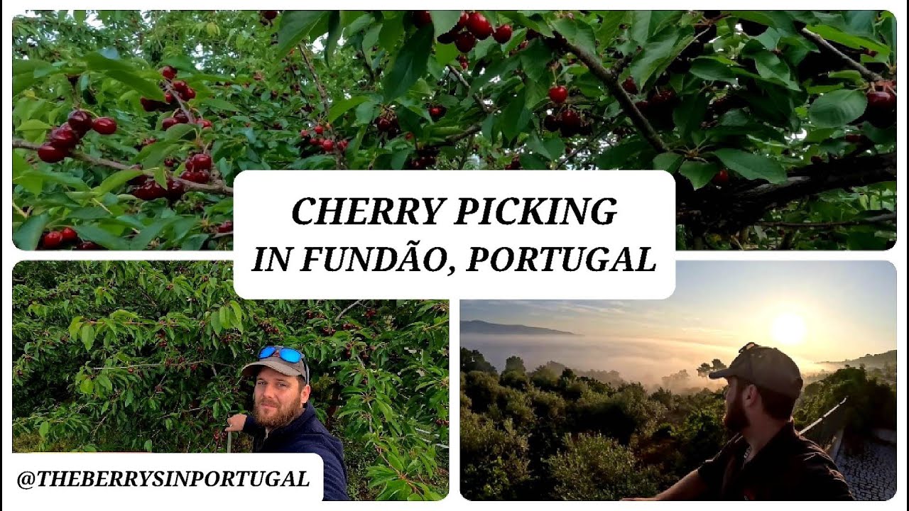 CHERRY PICKING IN FUNDÃO, PORTUGAL
