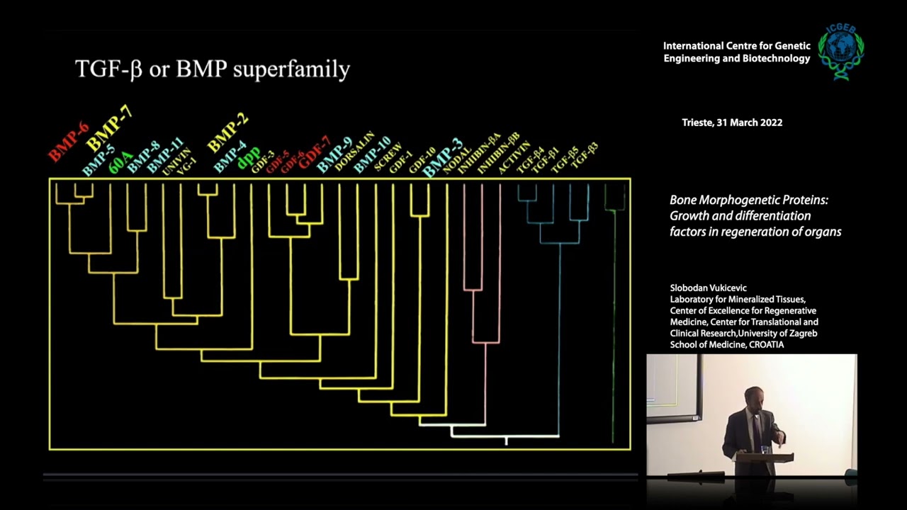 S. Vukicevic - Bone Morphogenetic Proteins: Growth and differentiation factors in regeneration...
