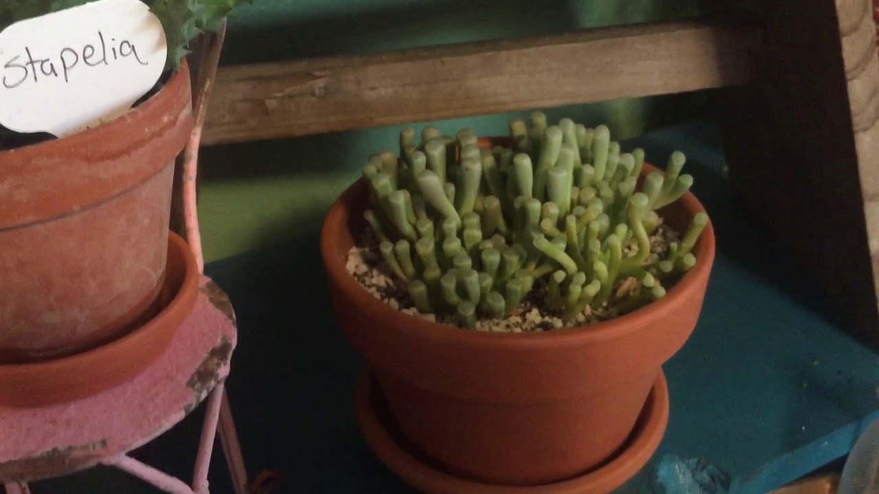 Baby Toes Fenestraria Rhopalophylla And Aurantiaca Variety Differences Part 2
