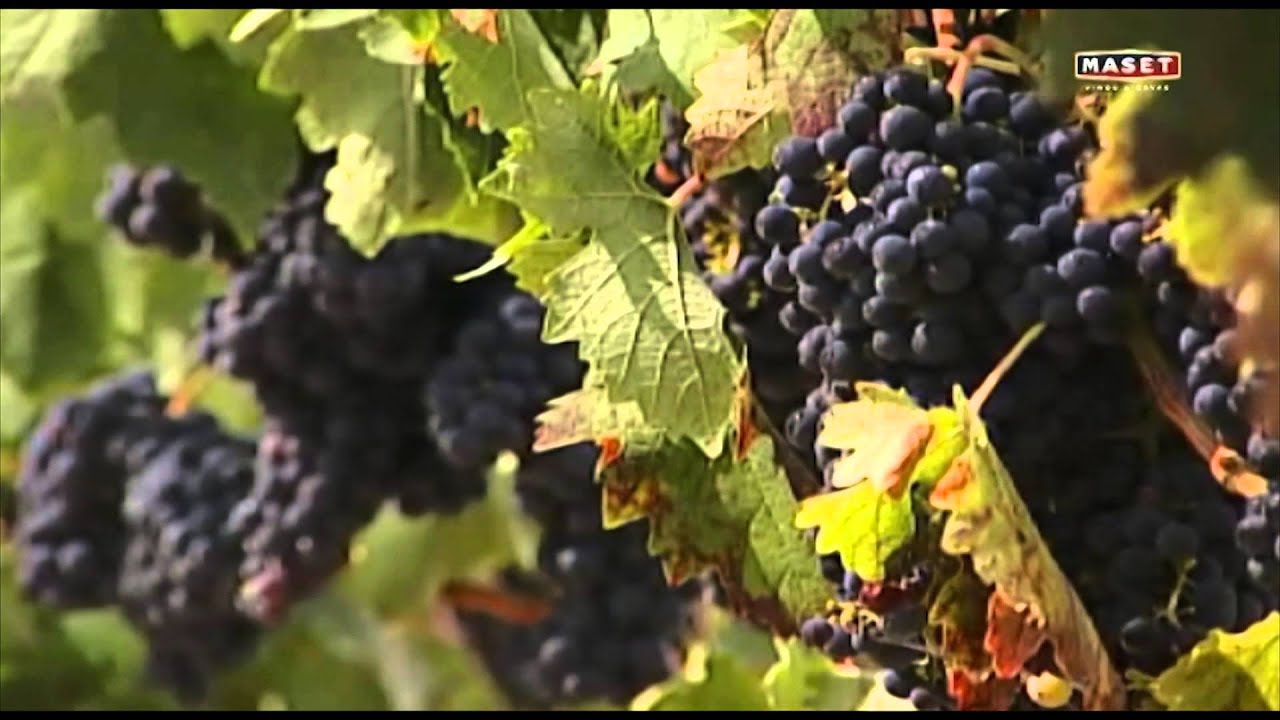 Kapitel 03 - Wichtigste Traubensorten zur Weinbereitung