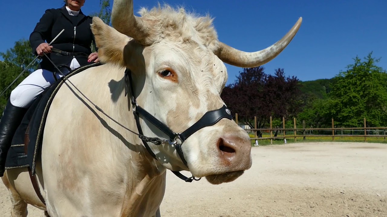 Reprise de Dressage sur Aston