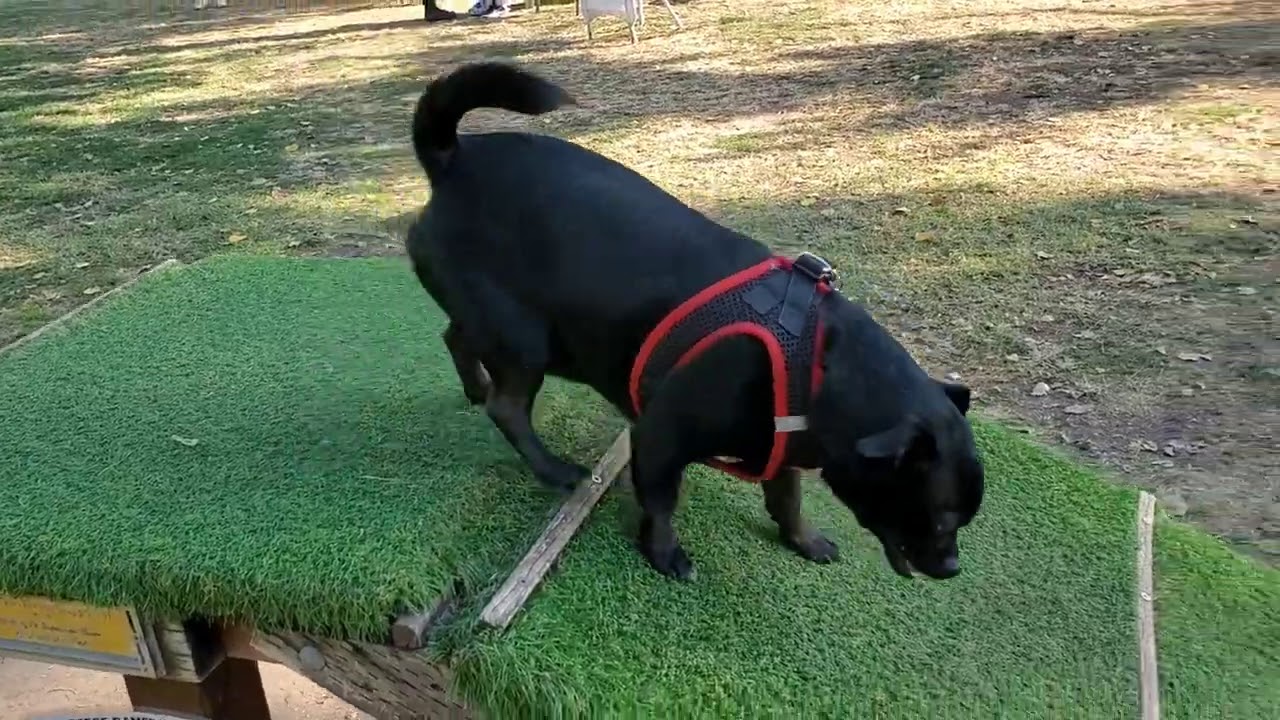 Pre-THANKSGIVING Parkin' - Daze with JAH the Chihuahua