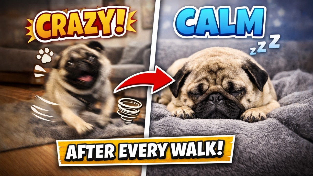 What my pug actually does after every walk!? | Gimli the Pug