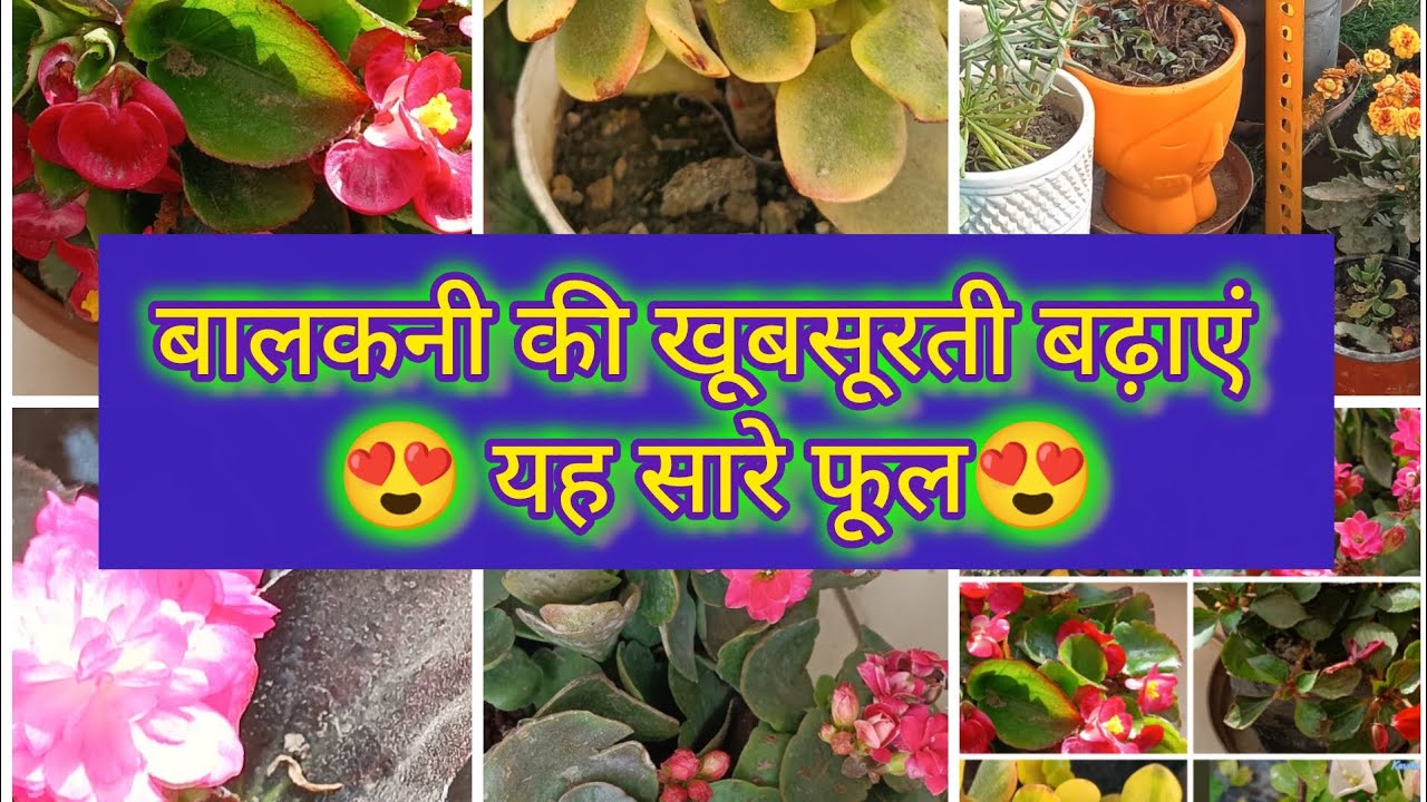 जनवरी माह की खूबसूरत फ्लावर सालों साल चलने वाले l