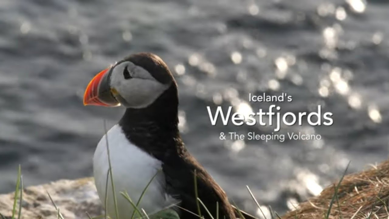 Iceland's Westfjords | Puffins & Arctic Foxes